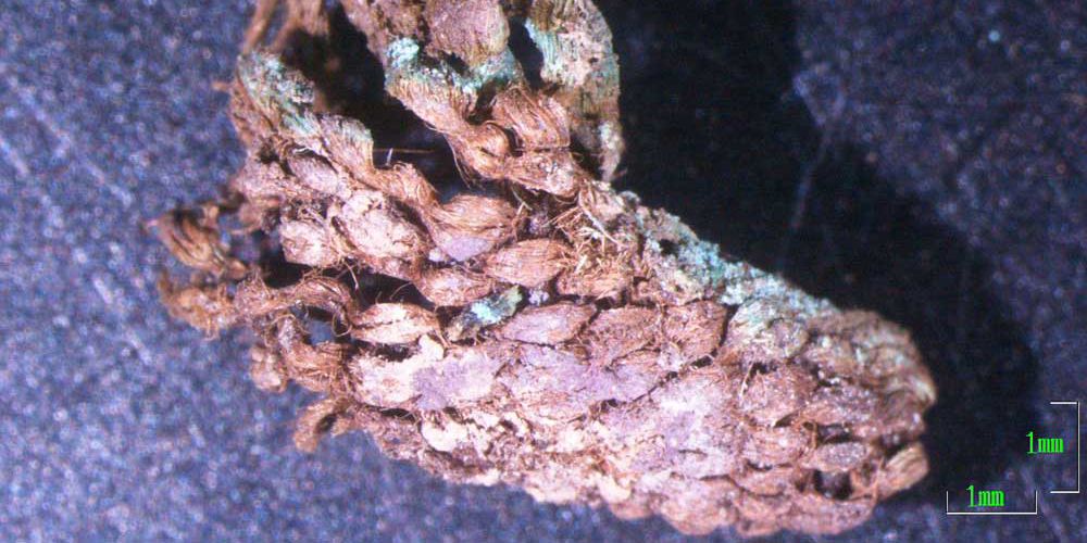 Detail of tapestry decoration under the stereoscope, Tomb N, Grave Circle B, Mycenae. Photo Stella Spantidaki.